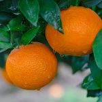 Plant J | ATAC-seq助力院士團(tuán)隊(duì)在柑橘無(wú)融合生殖和FhRWP功能探索中取得新進(jìn)展