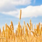 山東省農(nóng)業(yè)科學(xué)家成功繪制小麥基因組從“頭”到“尾”無(wú)缺口的精確組裝