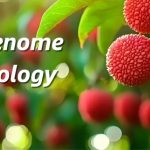 廣東省農(nóng)科院聯(lián)合華南農(nóng)大、中國(guó)熱帶農(nóng)科院在荔枝資源群體遺傳和果實(shí)性狀形成方面取得重要進(jìn)展